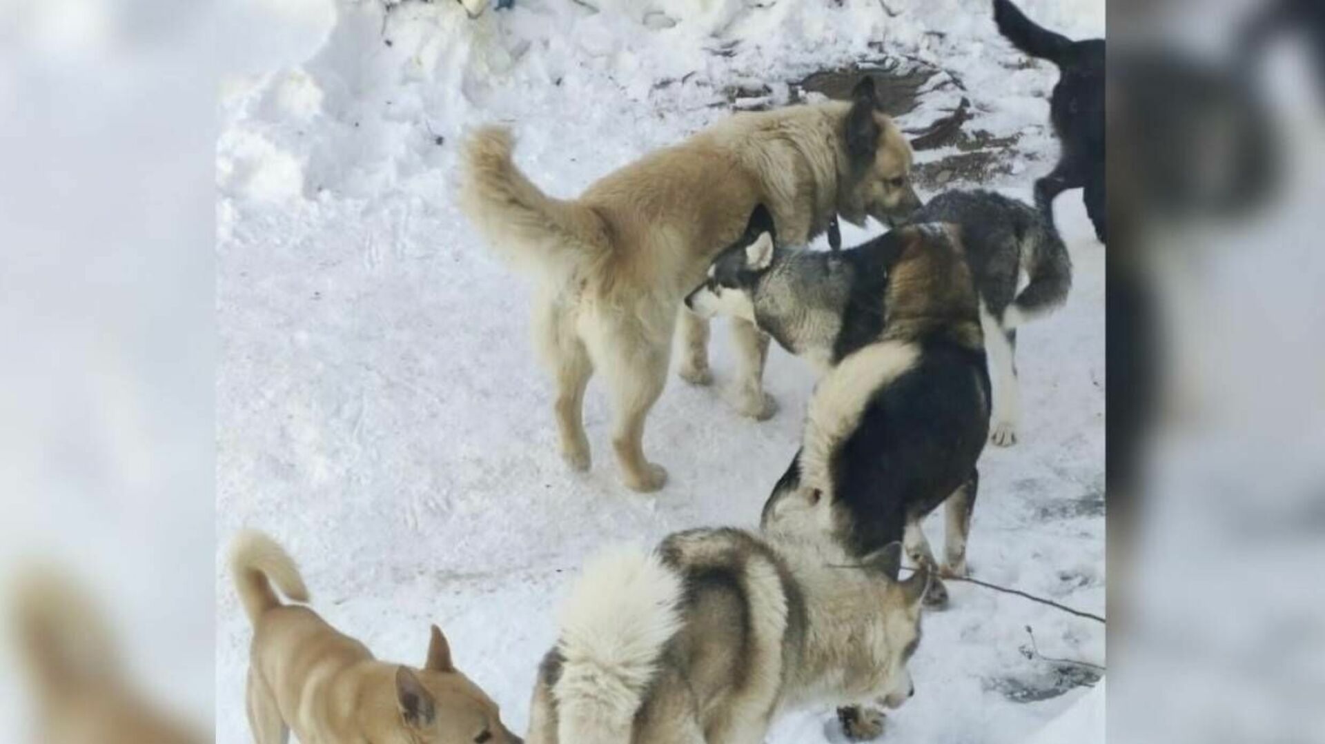 У алексея 5 собак январь февраль март