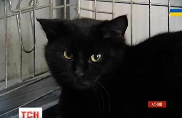 В Харькове бездомный кот объел мясокомбинат на 26 тысяч рублей