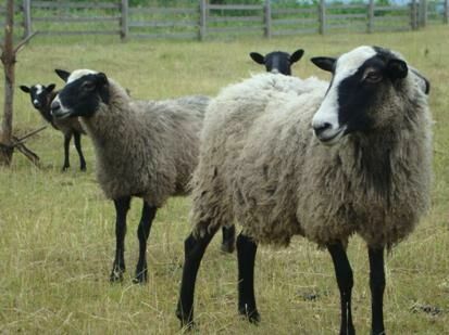 Владельцы ставропольской фермы заморили голодом десятки овец