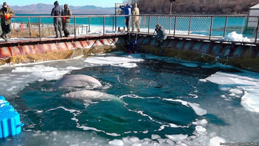 Учёные: всех животных из "китовой тюрьмы" в Приморье можно выпускать