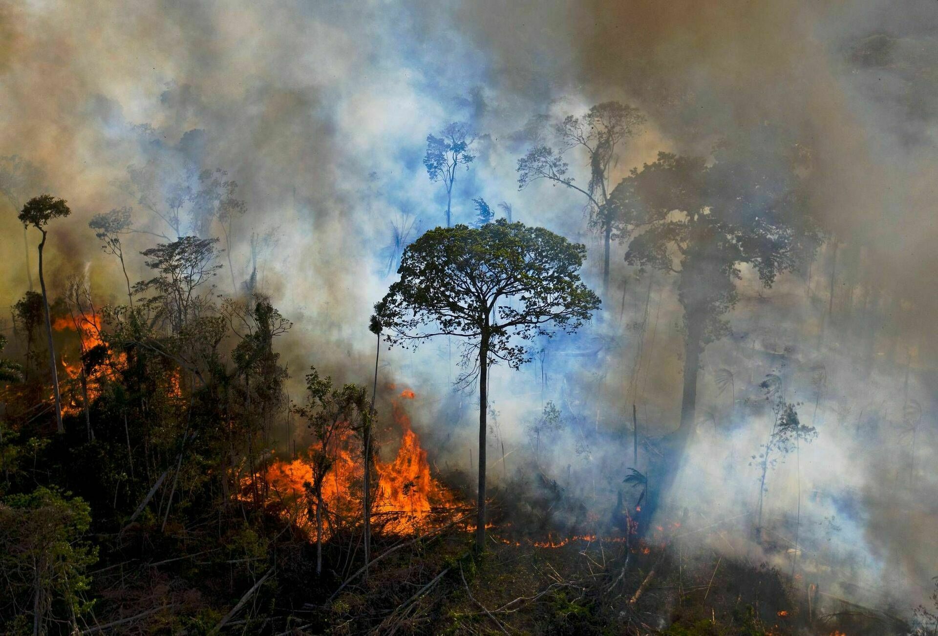 С ног на голову: леса Амазонии стали фабрикой по производству парниковых газов