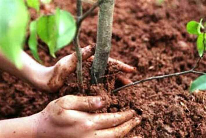 Филиппинцам для получения высшего образования необходимо посадить 10 деревьев