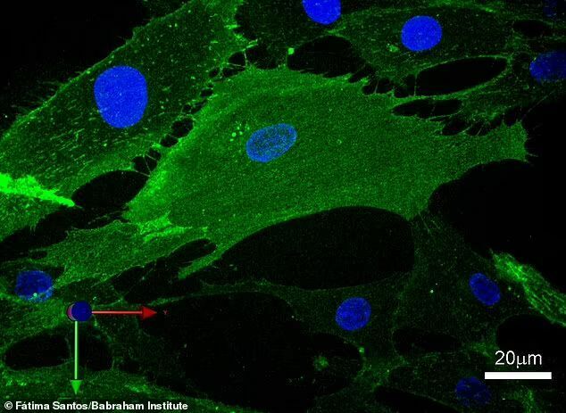 Кембриджские ученые разрабатывают новую методику омоложения клеток