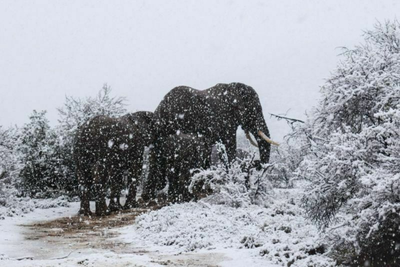 В Новокузнецке замерзают слоны из-за конфликта Росгорцирка и дрессировщика