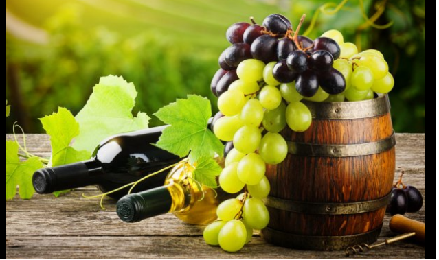 Пока не поздно: крупнейшую в мире коллекцию виноградной лозы положат в криобанк