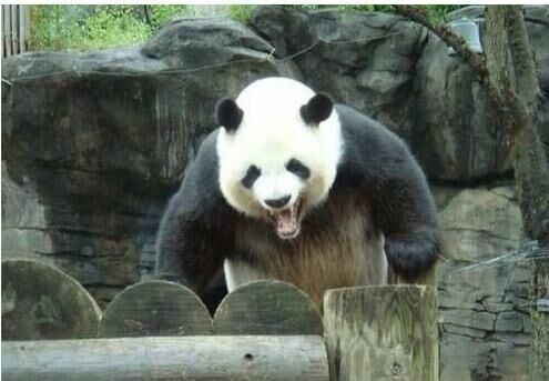 В китайском заповеднике панда сломала руки человеку
