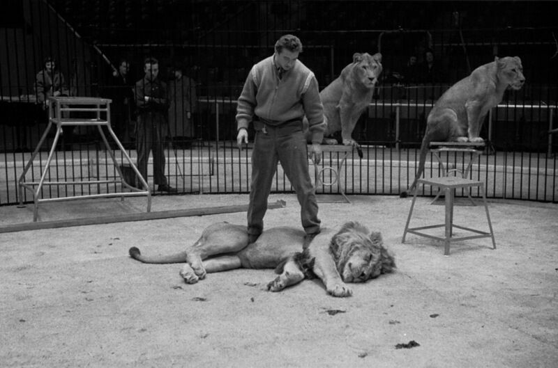 «Избивают всех!» Защитники животных тайно снимали будни цирка