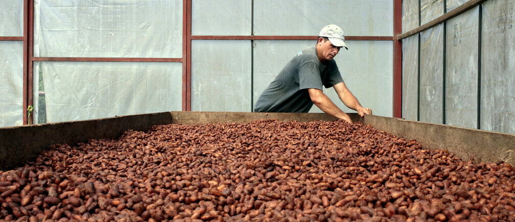 Ешьте впрок: к 2050 году не останется натурального шоколада