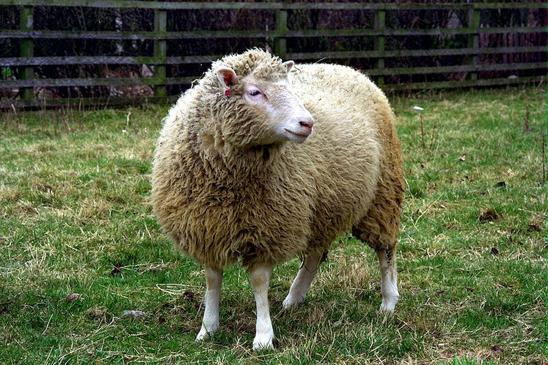 Какое наследство оставила миру овечка Долли и ее сестры