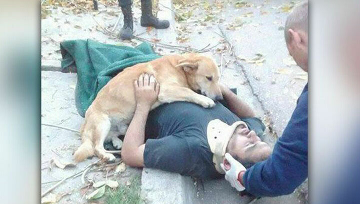 Хит Сети: пес обнимал раненного хозяина до приезда "скорой"