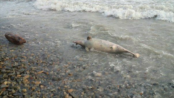 Власти Анапы несколько дней не могли убрать с пляжа трупы дельфинов