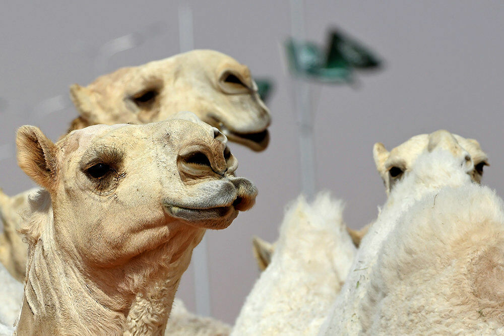 Полицейские Абу-Даби будут патрулировать улицы на верблюдах