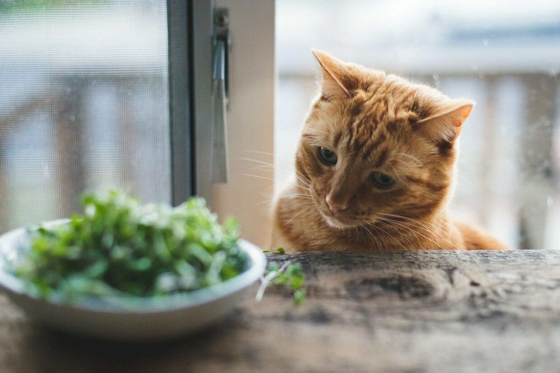 И вкусно и грустно. Котик с едой. Грустный котик с едой. Кот с листом салата. Веганский кот.