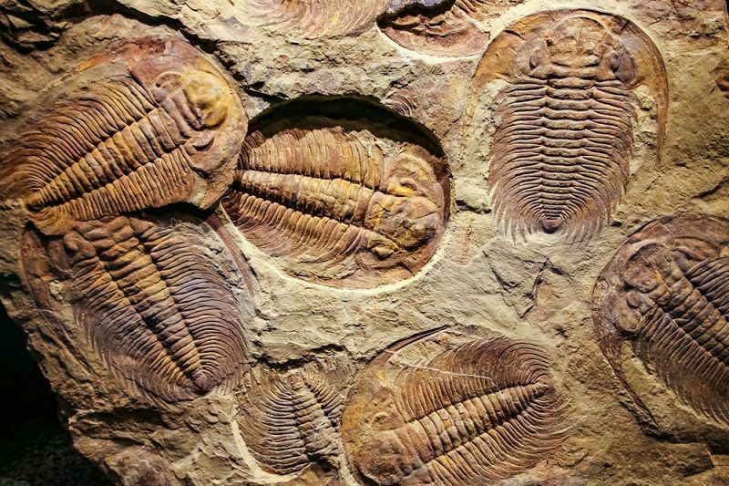 Палеонтологи обнаружили древнейший случай каннибализма
