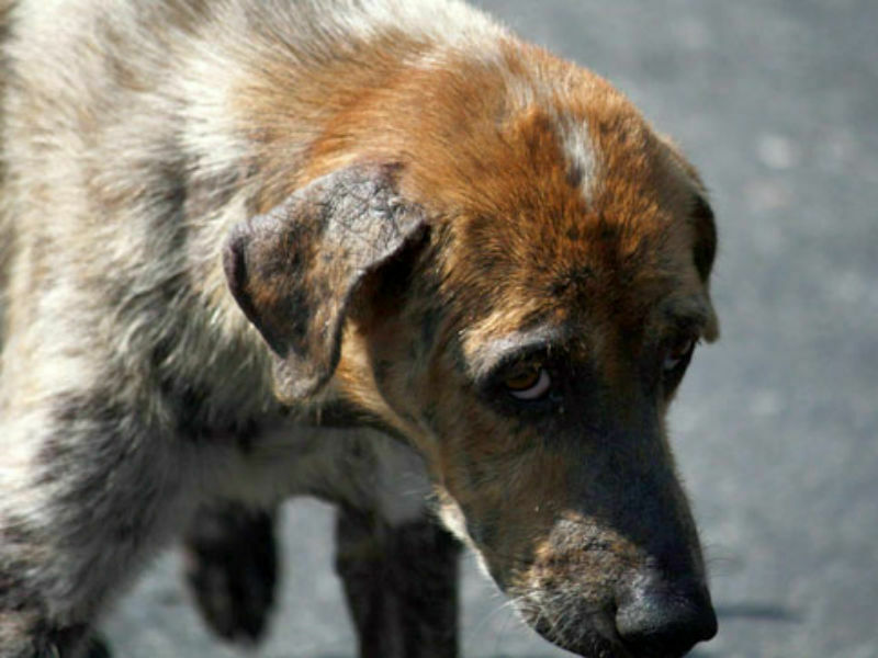 В Башкирии бизнесмен, обязавшийся приютить бездомных собак, убивал их во время отлова