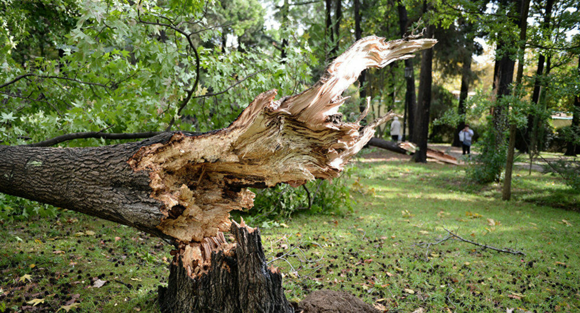 Можно сломать дерево. Сломанное дерево. Поваленное дерево. Сломанное дерево в лесу. Ветер повалил деревья.