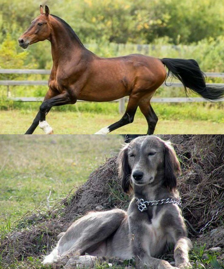 В Киргизии Путину подарили коня и собаку