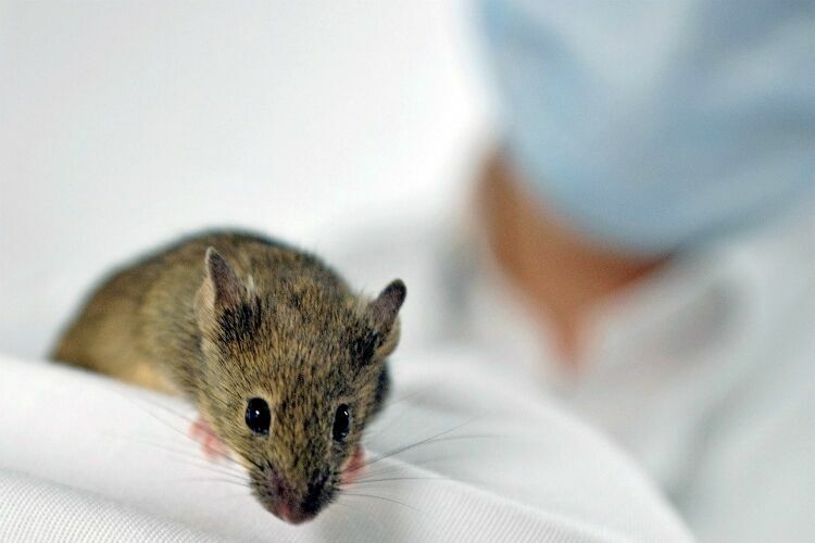 Ученые из Германии создали мышь-невидимку