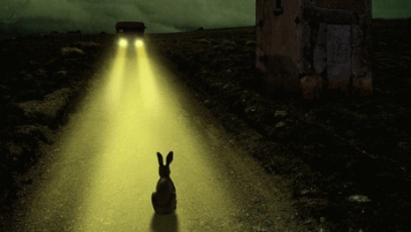 "Кролик в свете фар"