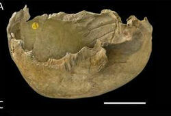 Найдена древнейшая посуда, сделанная из людских черепов