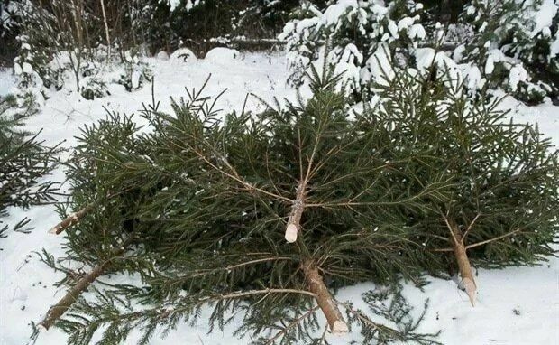 Вопрос дня: как понять, почему в Соликамске отменили новогодние елки?