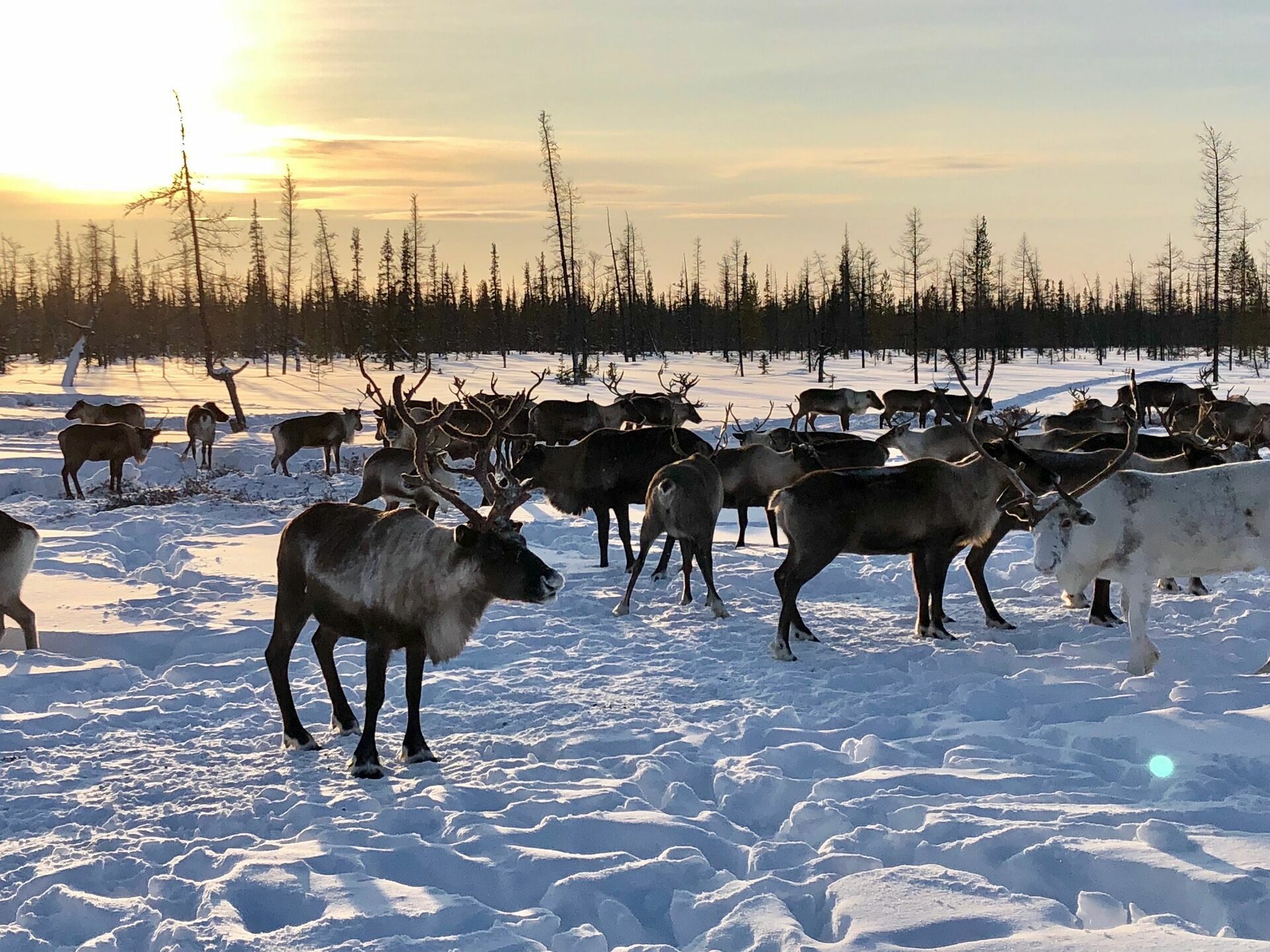 Власти Ненецкого АО просят об отсрочке для оленеводов