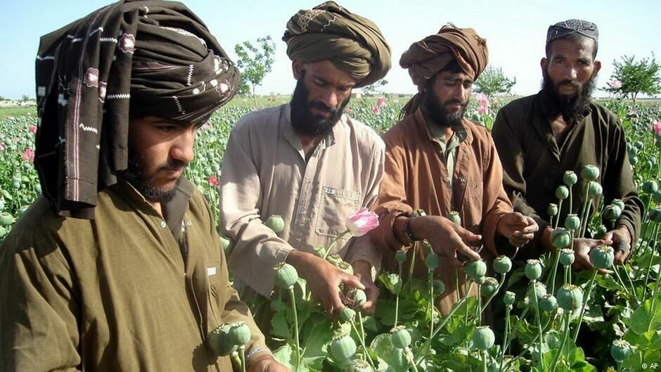 Талибы обещают покончить с наркотиками. Или наркотики покончат с талибами
