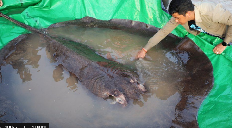 4 метра и 300 кг: в Меконге выловили самую крупную пресноводную рыбу