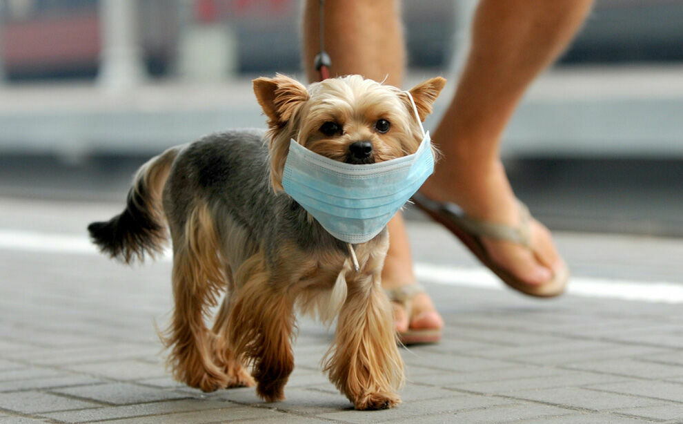 Ветеринары посоветовали не надевать маску на собаку во время прогулки
