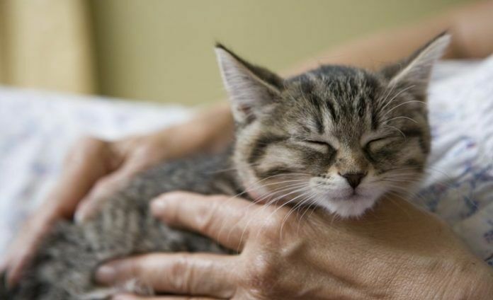 На радость кошатникам: учёные доказали целительные свойства урчания котов