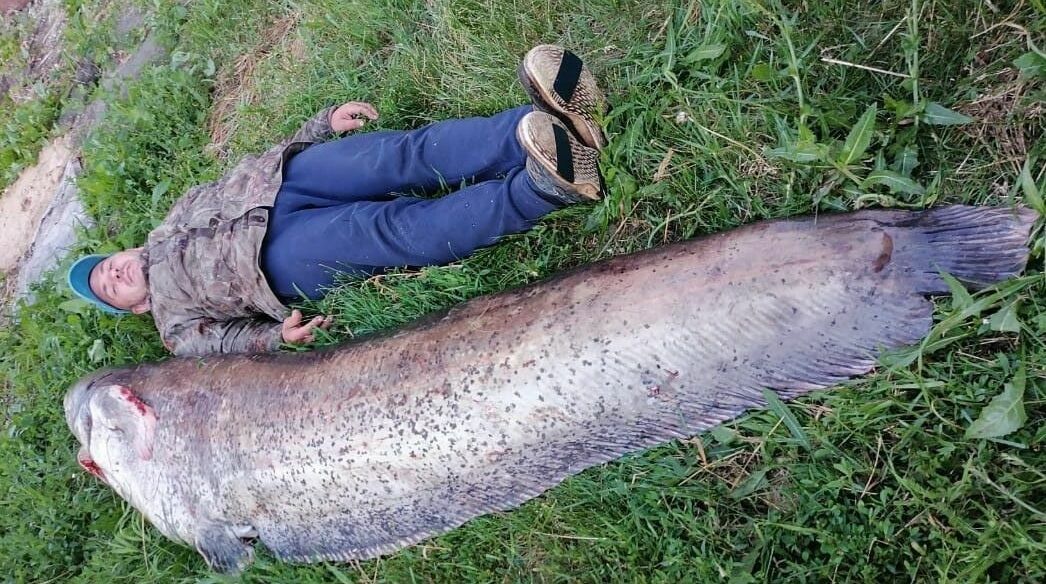 Ульяновские рыбаки выловили 2,5-метрового сома весом 104 кг
