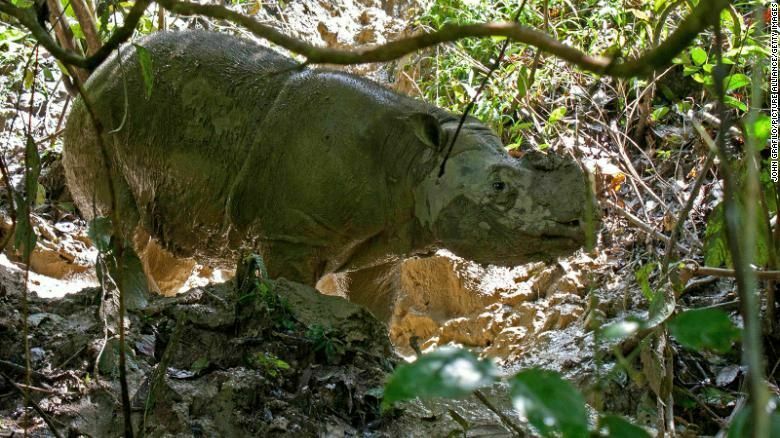 Шанс на возрождение: ученые собираются клонировать вымершего суматранского носорога