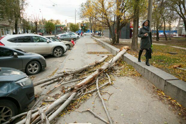 В Волгограде ураган повалил десятки деревьев