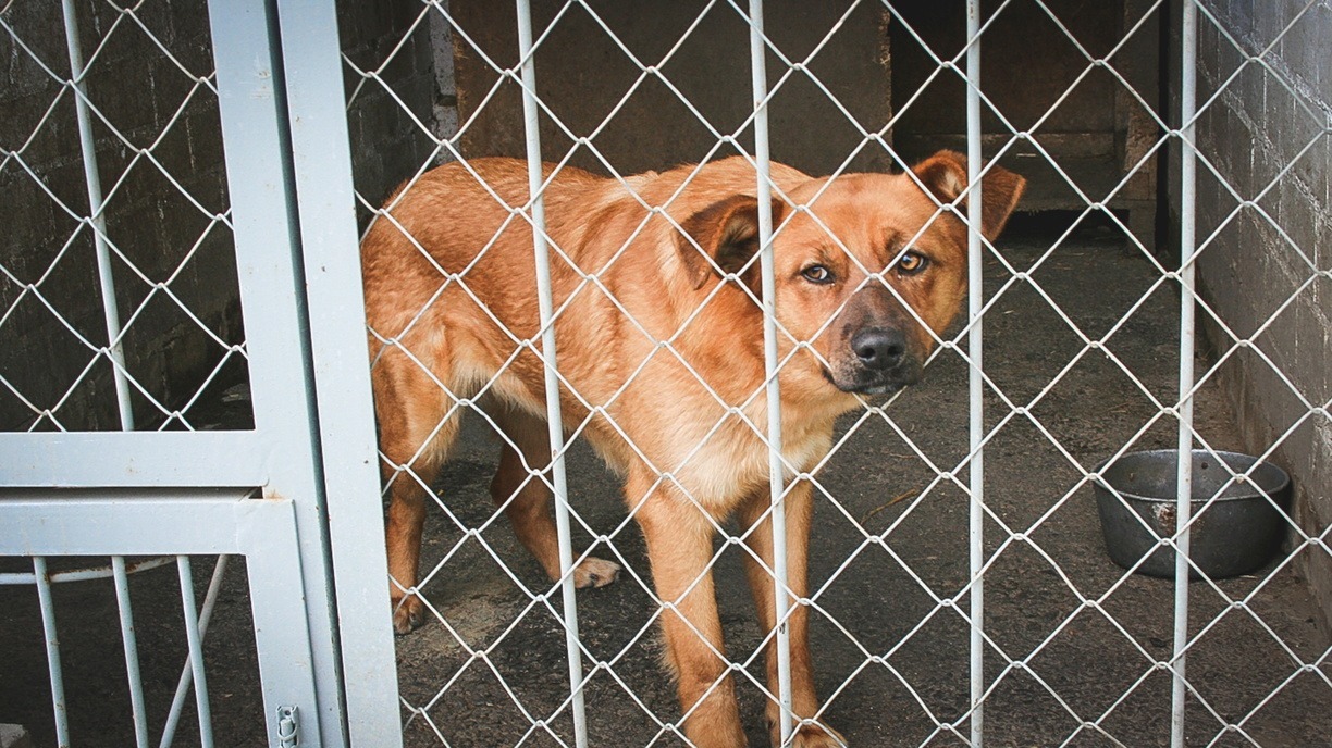 Чиновников в Карелии обвинили в попытке выгнать из приюта на улицу 60 собак