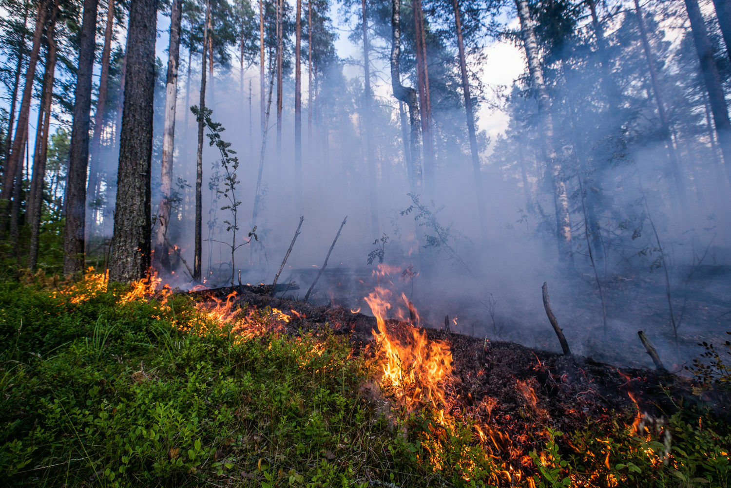 В Минприроды спрогнозировали сложную ситуацию с пожарами в 21 регионе