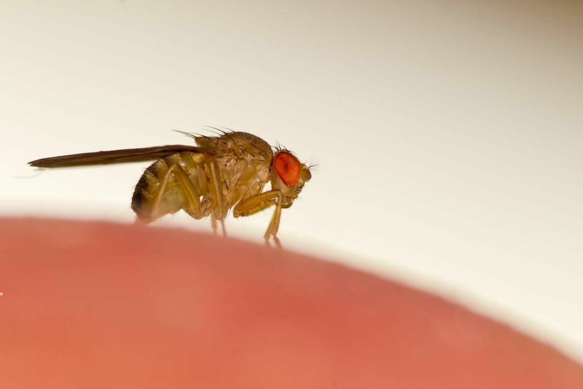 Повелители мух: ученые научились управлять насекомыми - на очереди люди (видео)