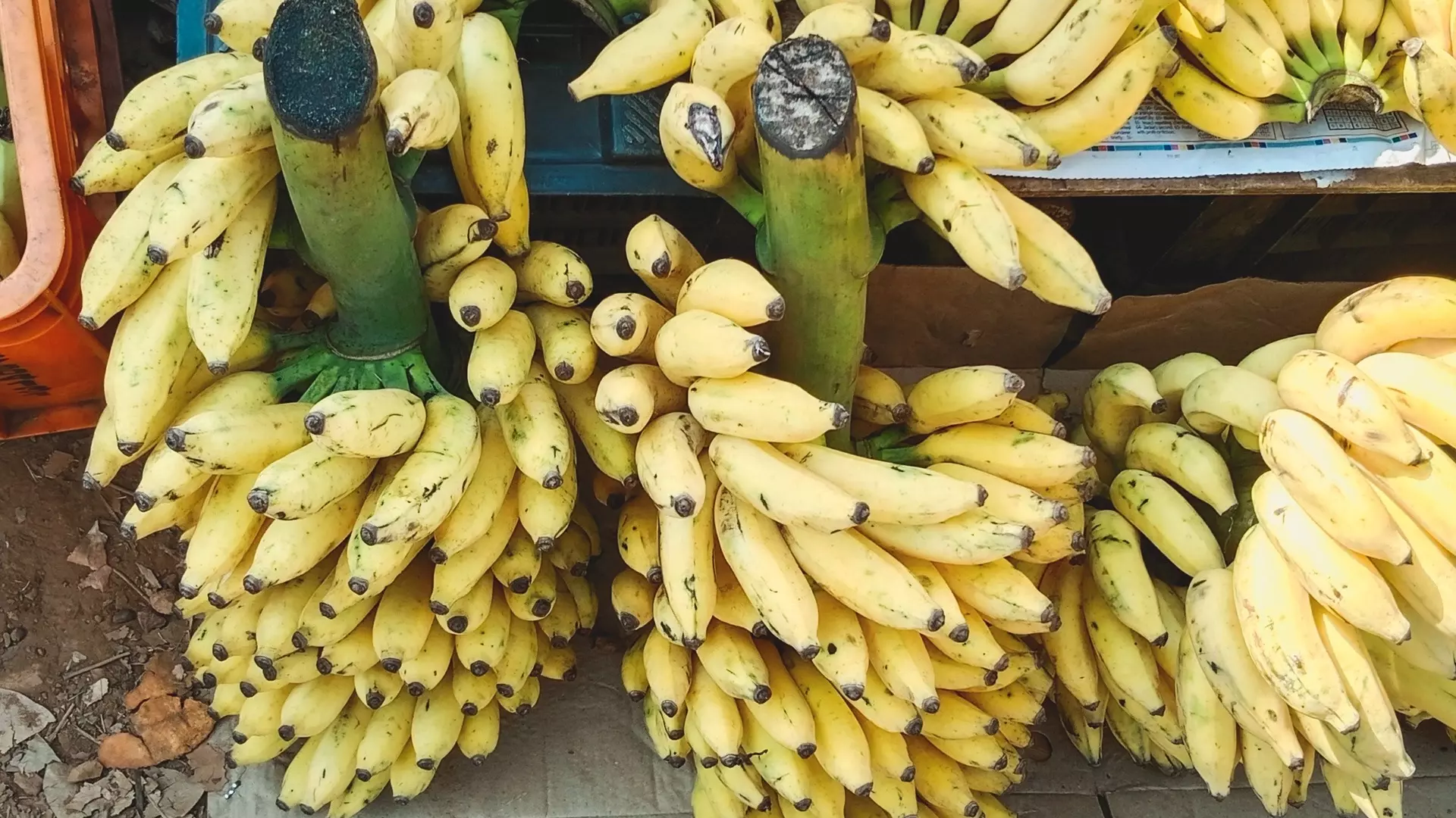 Бананы из Эквадора стали недоступны для россиян, поставлять плод в Россию теперь будет Индия