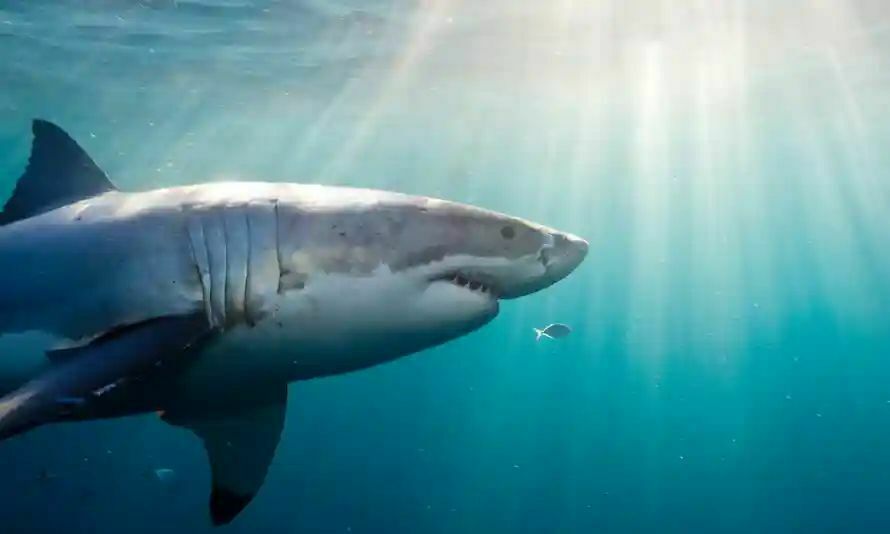 В 2020 году акулы кусали людей реже, но убивали чаще