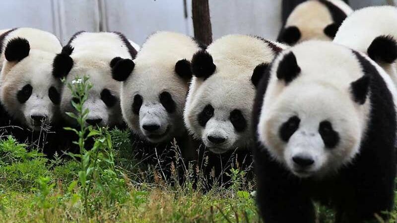 Китайцы требуют вернуть гигантскую панду, которую сдали в аренду зоопарку в США