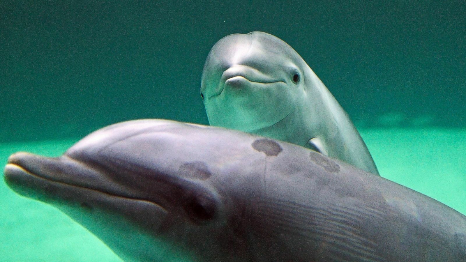 Экологи предупреждают японцев: не ешьте мясо дельфинов, отравленное ртутью