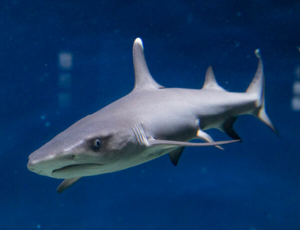 В Москвариуме  дебютирует 3-месячный детеныш белоперой акулы