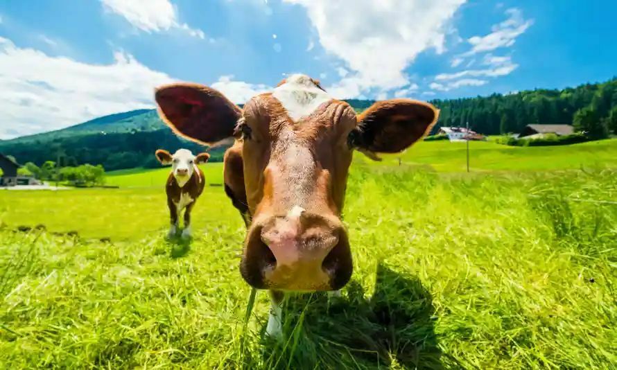 Коров приучают к горшку: ученые нашли способ сократить выбросы парниковых газов
