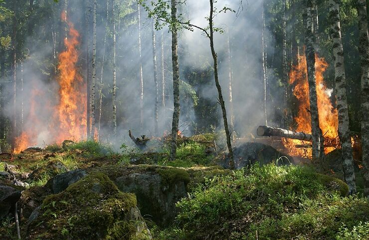 Леса Приангарья: между вырубкой и пожаром