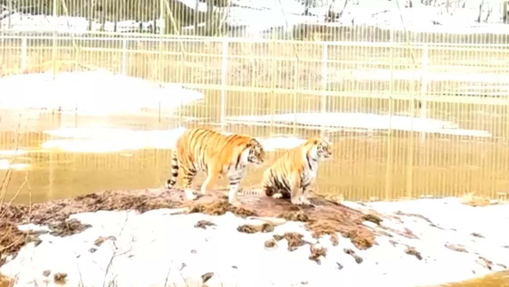 В Подмосковье затопило парк с львами и тиграми — хищники спасаются на островках