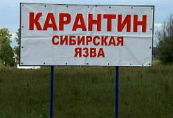 У пяти жителей Алтая подозрение на сибирскую язву