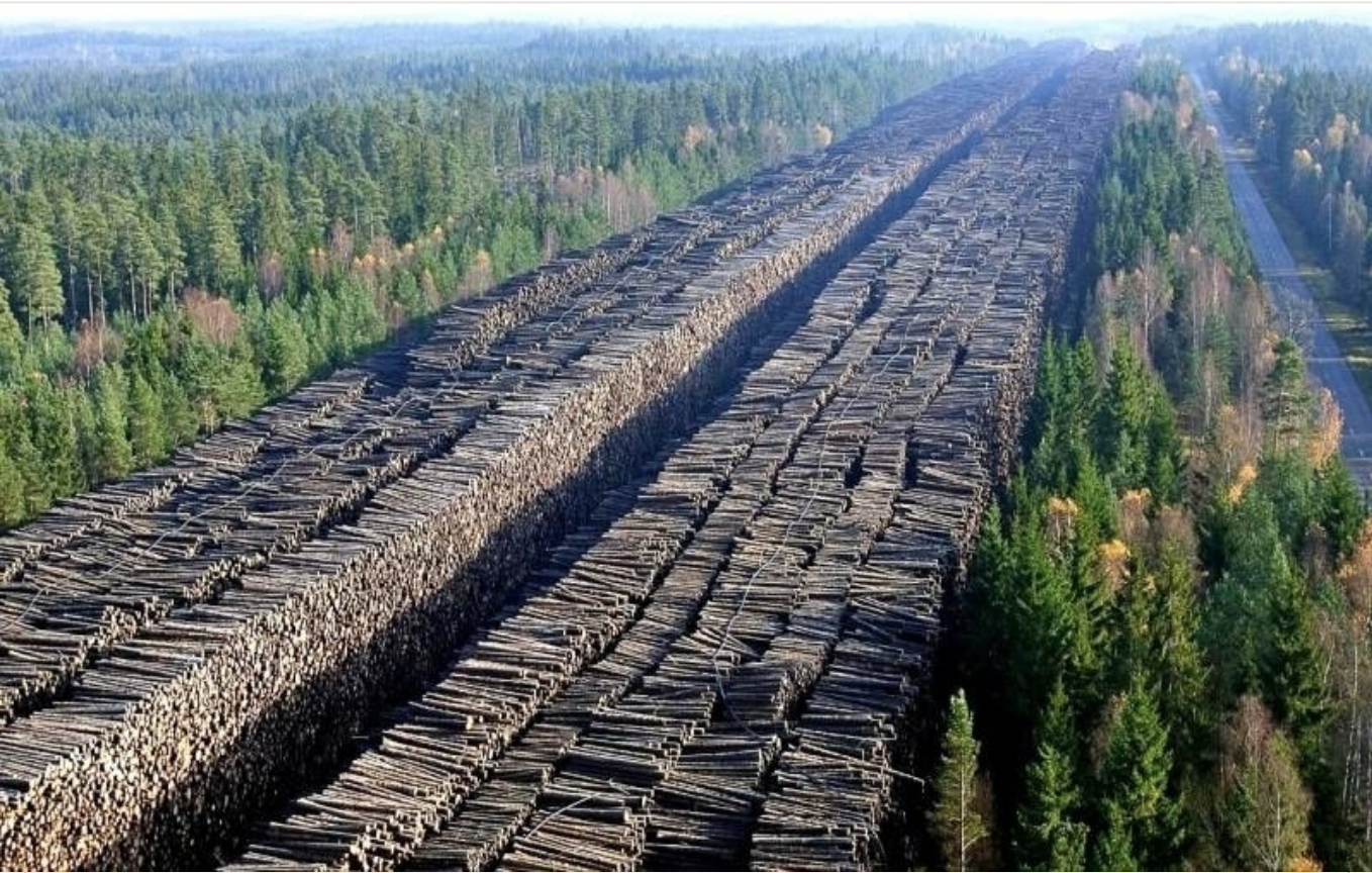 Иркутские контрабандисты вывезли из страны леса на 1 млрд руб.
