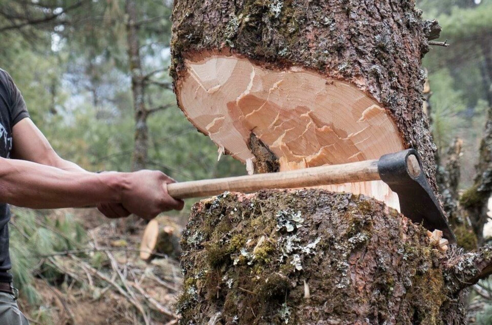 Люди рубящие лес