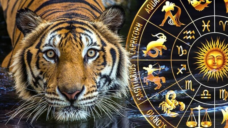 Как встречать год Тигра по знакам зодиака?
