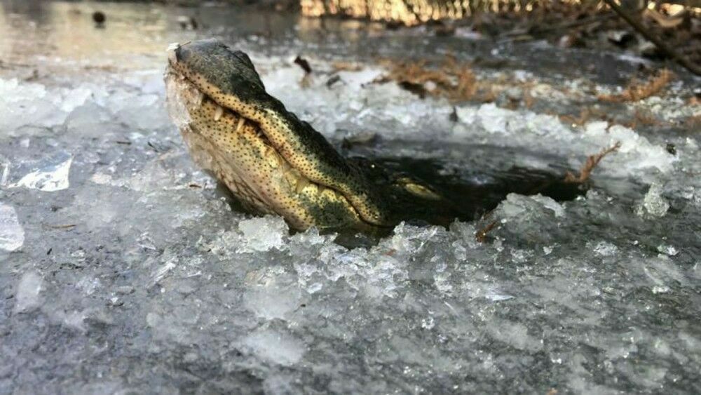 Крокодил из проруби: в Техасе уже минус 15 градусов