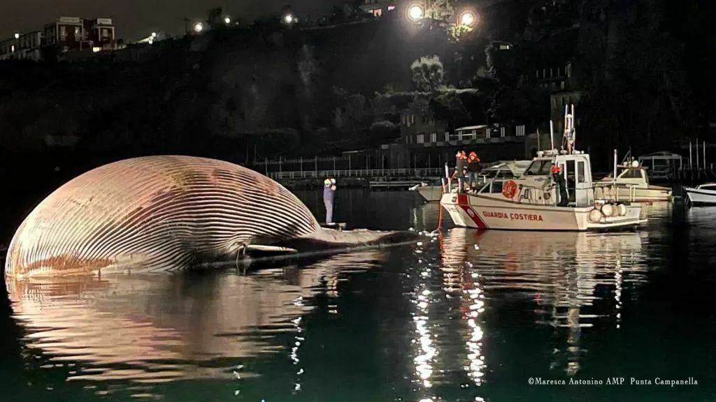 Морские биологи расследуют смерть гигантского кита у побережья Италии